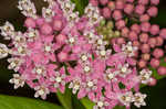 Swamp milkweed